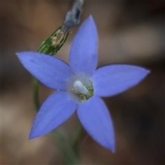 Wahlenbergia sp. at Campbell, ACT - Yesterday by Hejor1