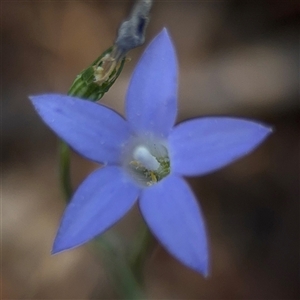 Wahlenbergia luteola (Yellowish Bluebell) at Campbell, ACT - 5 Feb 2025 by Hejor1