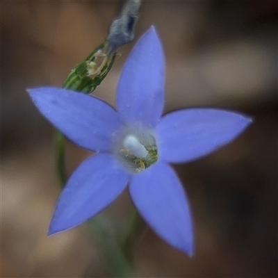 Wahlenbergia luteola (Yellowish Bluebell) at Campbell, ACT - 5 Feb 2025 by Hejor1