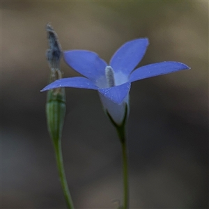 Wahlenbergia luteola at Campbell, ACT - 5 Feb 2025 01:10 PM