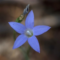 Wahlenbergia luteola at Campbell, ACT - 5 Feb 2025 01:10 PM