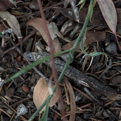 Wahlenbergia luteola at Campbell, ACT - 5 Feb 2025 01:10 PM