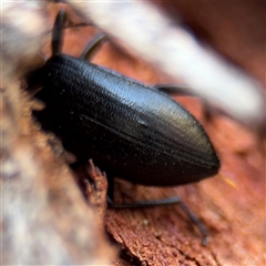 Metistete pimeloides (Comb-clawed beetle) at Campbell, ACT - 5 Feb 2025 by Hejor1