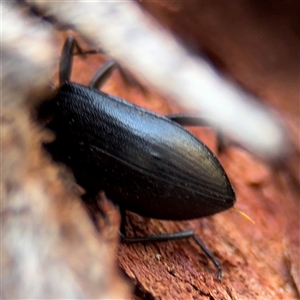 Metistete pimeloides at Campbell, ACT - 5 Feb 2025 01:08 PM