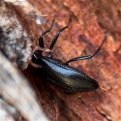 Metistete pimeloides at Campbell, ACT - 5 Feb 2025 01:08 PM