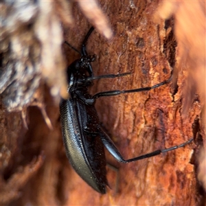 Metistete pimeloides at Campbell, ACT - 5 Feb 2025 01:08 PM