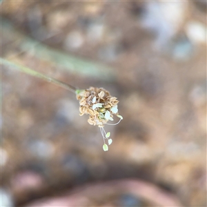 Plantago lanceolata (Ribwort Plantain, Lamb's Tongues) at Campbell, ACT - 5 Feb 2025 by Hejor1