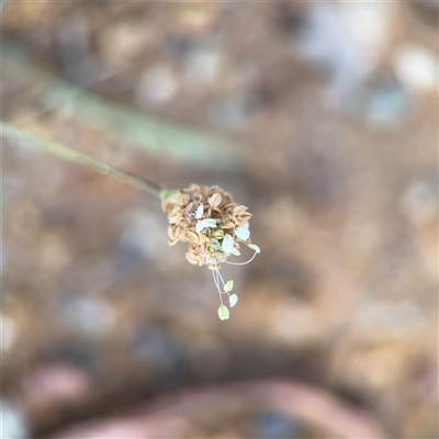 Plantago sp. at Campbell, ACT - Yesterday by Hejor1