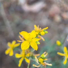 Hypericum sp. at Campbell, ACT - Yesterday by Hejor1