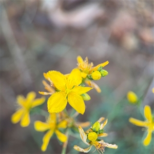 Hypericum perforatum (St John's Wort) at Campbell, ACT - 5 Feb 2025 by Hejor1