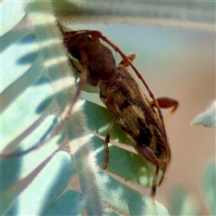 Bethelium diversicorne (Wattle Longhorn) at Campbell, ACT - 5 Feb 2025 by Hejor1