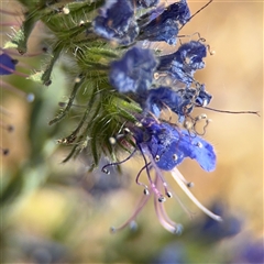 Echium sp. at Campbell, ACT - Yesterday by Hejor1