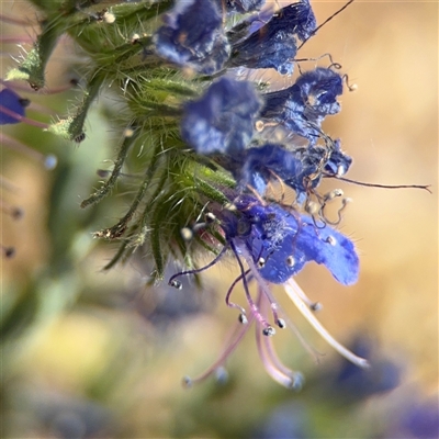 Echium sp. at Campbell, ACT - Yesterday by Hejor1