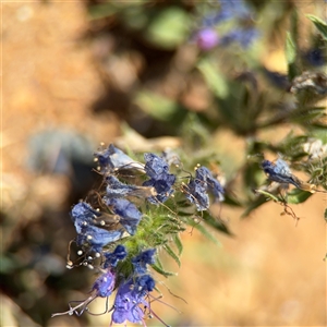 Echium sp. at Campbell, ACT - 5 Feb 2025 01:06 PM