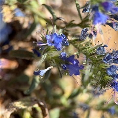 Echium sp. at Campbell, ACT - 5 Feb 2025 01:06 PM