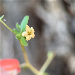 Lycium ferocissimum (African Boxthorn) at Campbell, ACT - 5 Feb 2025 by Hejor1