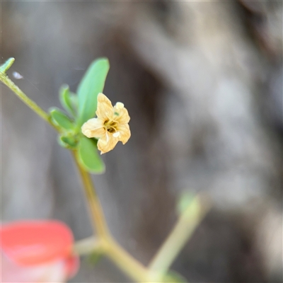 Lycium ferocissimum at Campbell, ACT - Yesterday by Hejor1