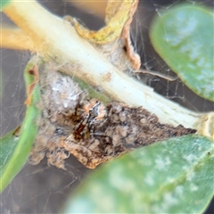 Cryptachaea veruculata (Diamondback comb-footed spider) at Campbell, ACT - 5 Feb 2025 by Hejor1