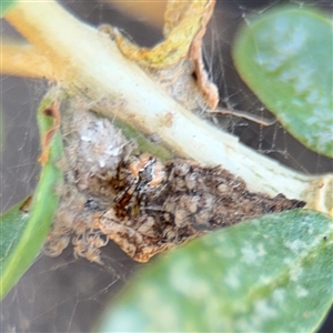 Cryptachaea veruculata (Diamondback comb-footed spider) at Campbell, ACT - 5 Feb 2025 by Hejor1