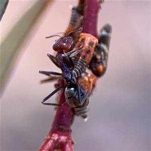 Iridomyrmex purpureus at Campbell, ACT - 5 Feb 2025 12:59 PM