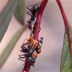 Eurymeloides pulchra at Campbell, ACT - Yesterday by Hejor1