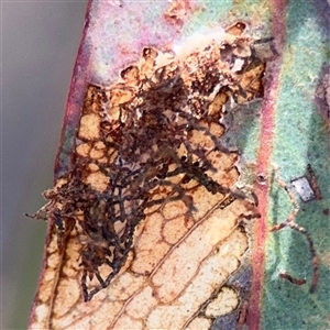 Hypertrophidae sp. (family) (Unidentified Twig Moth) at Campbell, ACT - Yesterday by Hejor1