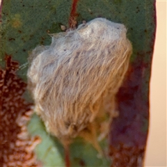 Lepidoptera unclassified IMMATURE (caterpillar or pupa or cocoon) at Campbell, ACT - 5 Feb 2025 by Hejor1