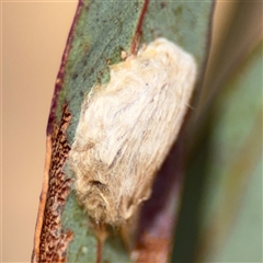 Lepidoptera unclassified IMMATURE at Campbell, ACT - 5 Feb 2025 12:54 PM