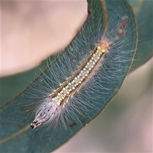 Uraba lugens (Gumleaf Skeletonizer) at Campbell, ACT - 5 Feb 2025 by Hejor1