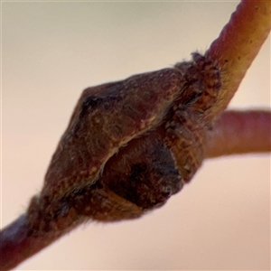 Dolophones sp. (genus) at Campbell, ACT - 5 Feb 2025 12:52 PM