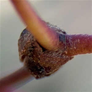 Dolophones sp. (genus) at Campbell, ACT - 5 Feb 2025 12:52 PM