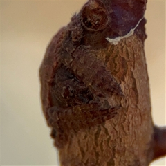 Dolophones sp. (genus) at Campbell, ACT - 5 Feb 2025 12:52 PM