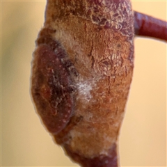 Dolophones sp. (genus) at Campbell, ACT - 5 Feb 2025 12:52 PM