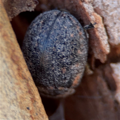 Trachymela sp. (genus) (Brown button beetle) at Campbell, ACT - 5 Feb 2025 by Hejor1