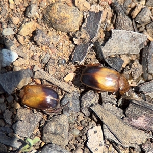 Phyllotocus macleayi (Nectar scarab) at Campbell, ACT - 5 Feb 2025 by Hejor1