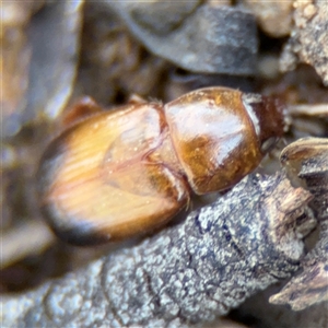 Phyllotocus macleayi at Campbell, ACT - 5 Feb 2025 12:46 PM