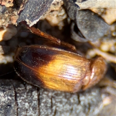 Phyllotocus macleayi at Campbell, ACT - 5 Feb 2025 12:46 PM