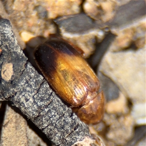 Phyllotocus macleayi at Campbell, ACT - 5 Feb 2025 12:46 PM