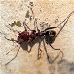 Iridomyrmex purpureus (Meat Ant) at Campbell, ACT - Yesterday by Hejor1