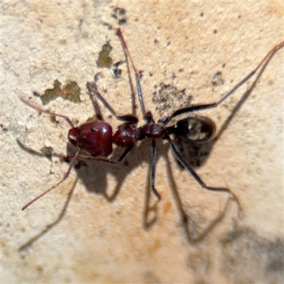 Iridomyrmex purpureus (Meat Ant) at Campbell, ACT - 5 Feb 2025 by Hejor1