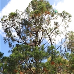 Callitris rhomboidea (Port Jackson Pine, Oyster Bay Pine) at Freycinet, TAS - 5 Feb 2025 by JimL