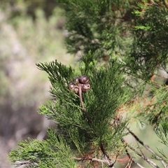 Callitris rhomboidea at Freycinet, TAS - 5 Feb 2025 02:13 PM