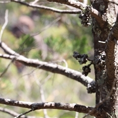 Callitris rhomboidea at Freycinet, TAS - 5 Feb 2025 02:13 PM