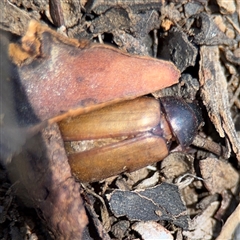 Sericesthis geminata (Pruinose scarab) at Campbell, ACT - 5 Feb 2025 by Hejor1