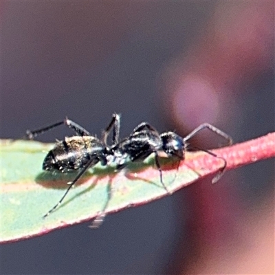 Camponotus aeneopilosus (A Golden-tailed sugar ant) at Campbell, ACT - Yesterday by Hejor1