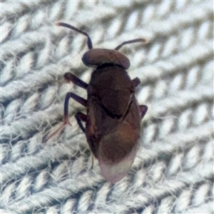 Chalcidoidea (superfamily) at Campbell, ACT - 5 Feb 2025 12:39 PM