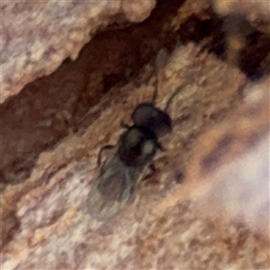 Chalcidoidea (superfamily) at Campbell, ACT - 5 Feb 2025 12:39 PM