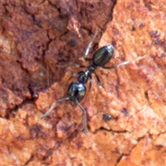 Anonychomyrma sp. (genus) (Black Cocktail Ant) at Campbell, ACT - Yesterday by Hejor1