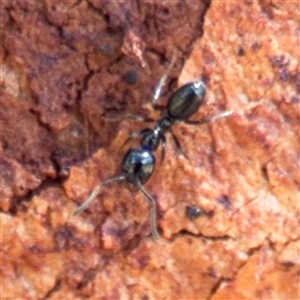 Anonychomyrma sp. (genus) at Campbell, ACT - 5 Feb 2025 12:38 PM