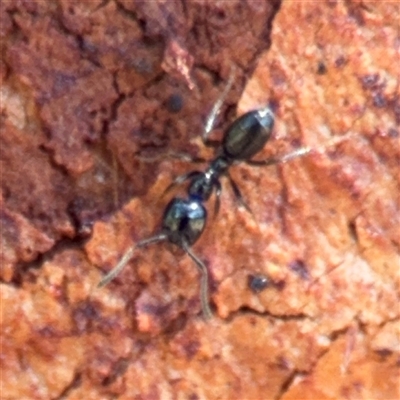 Anonychomyrma sp. (genus) (Black Cocktail Ant) at Campbell, ACT - 5 Feb 2025 by Hejor1